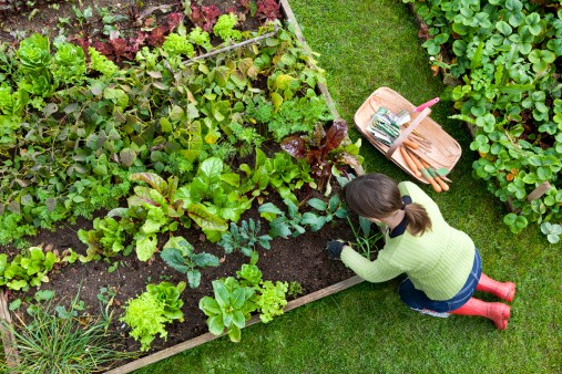 A lady attending to her plants. Gifts for Planters