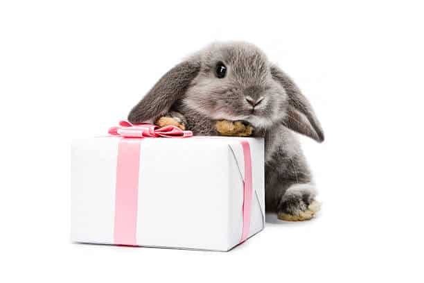 Little rabbit with gift box isolated on white ~bad bunny gifts