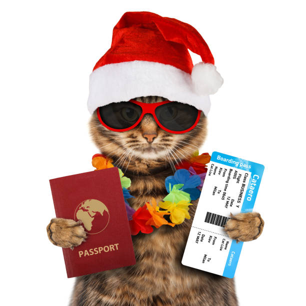 Funny cat with passport and airline ticket wearing a Christmas hat., isolated on white background. Travel them. - gifts for new American citizens