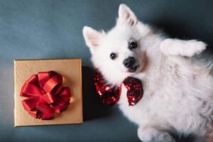 cute white dog with present. puppy with gift funny background _ gift for neighbor who shovels snow