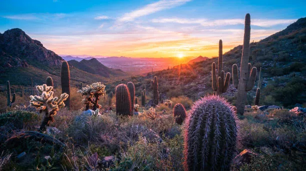 Sunset with saguaro and cholla cactus overlooking Sonoran Desert valley landscape with Scottsdale, AZ in the distance - gift for someone moving to arizona
